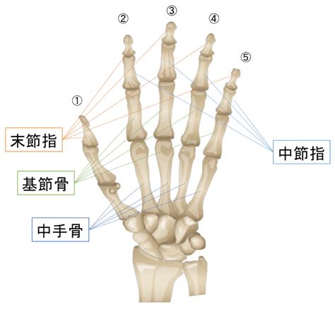 指 節|【図解】手の指の骨の名前・関節まとめ！痛みや変形があるとど。